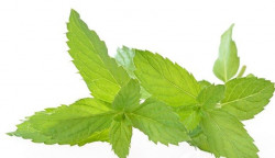 Minz-Aromapaste (200 g)