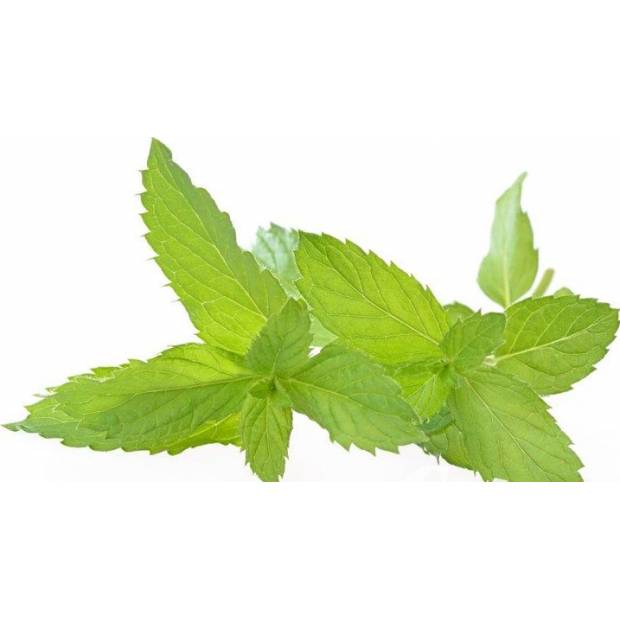 Minz-Aromapaste (200 g)