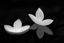 Foglia Blattanspitzer 130x95mm