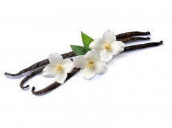 Gourmet Premium Vanille Grad A - Vanilleschote 1 Stück