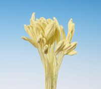 Stiefmütterchen Schwertblume, Gladiole gelber Strauß