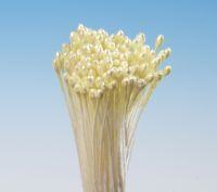 Gelbe Traubenstempel