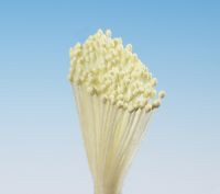 Gelbe Traubenstempel