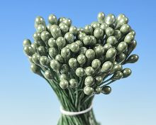 Blütenstempel perlgrünes Bündel