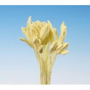 Stiefmütterchen Schwertblume, Gladiole gelber Strauß