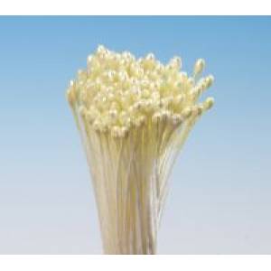 Gelbe Traubenstempel