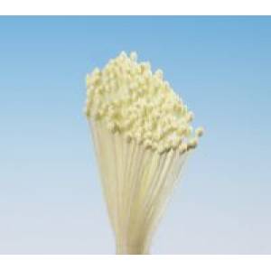 Gelbe Traubenstempel