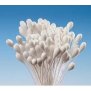 Weiße Traubenstempel