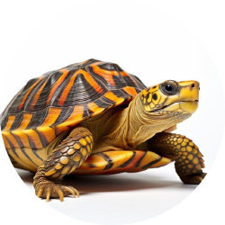 Essbare Papierschildkröte 19,5cm