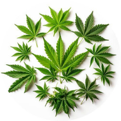 Essbare Papier Marihuana Blätter, Cannabis 19,5cm