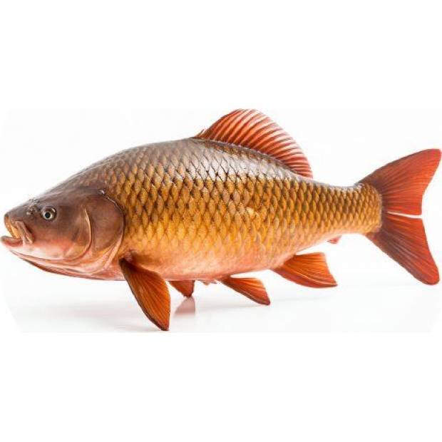 Essbarer Papierkarpfen 19,5cm