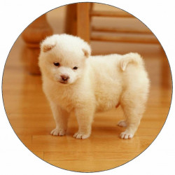 Essbarer Papierwelpe auf dem Boden 19,5 cm