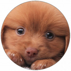 Essbarer Papierwelpe auf Kissen 19,5 cm