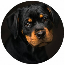 Essbares Papier-Schlafhündchen 19,5 cm