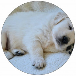 Essbares Papier Hündchen Rottweiler 19,5 cm