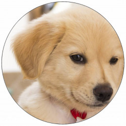 Essbarer Papierwelpe mit Schleife 19,5 cm