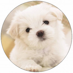 Essbares Papierhündchen Malteser 19,5 cm