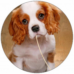 Essbarer Papierwelpe mit Spaghetti 9,5 cm