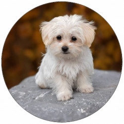 Essbare Papierpuppe auf Stein 19,5 cm