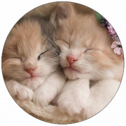 Essbares Papier niedliche Kätzchen 19,5 cm