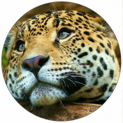 Essbares Papier Jaguar 19,5 cm