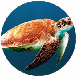 Essbare Papierschildkröte unter Wasser 19,5 cm