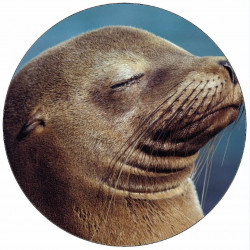 Essbares Papiersiegel 19,5 cm