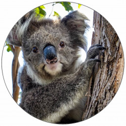 Jedlý papír medvídek koala 19,5 cm