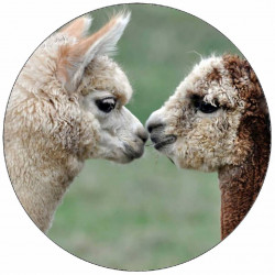 Essbares Papier kuschelnde Alpakas 19,5 cm