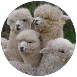 Essbare Alpaka-Herde aus Papier 19,5 cm