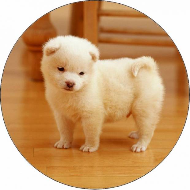 Essbarer Papierwelpe auf dem Boden 19,5 cm