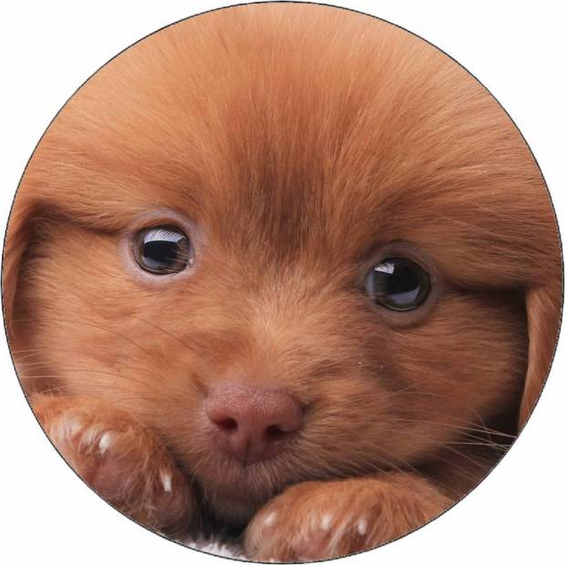 Essbarer Papierwelpe auf Kissen 19,5 cm