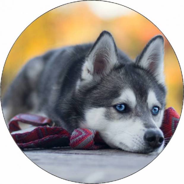 Essbares Papier Husky-Welpe auf dem Boden liegend 19,5 cm