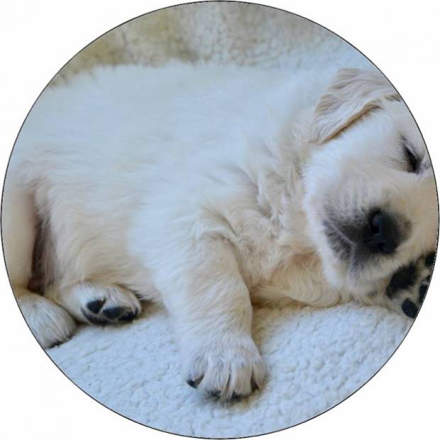 Essbares Papier Hündchen Rottweiler 19,5 cm