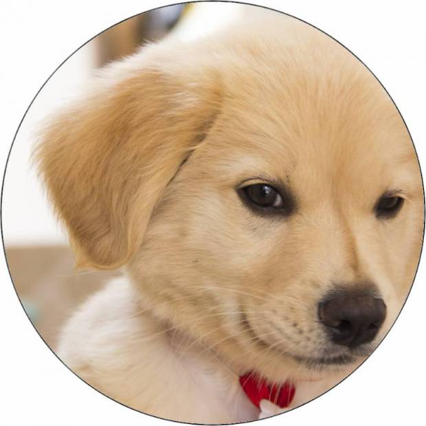 Essbarer Papierwelpe mit Schleife 19,5 cm