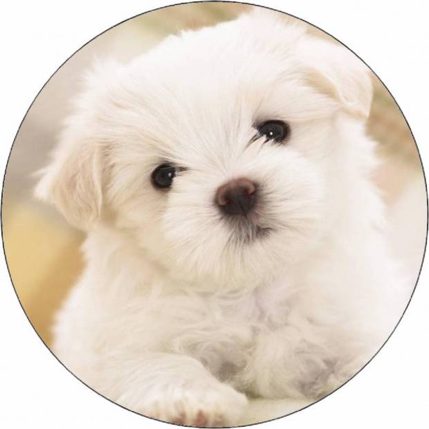 Essbares Papierhündchen Malteser 19,5 cm