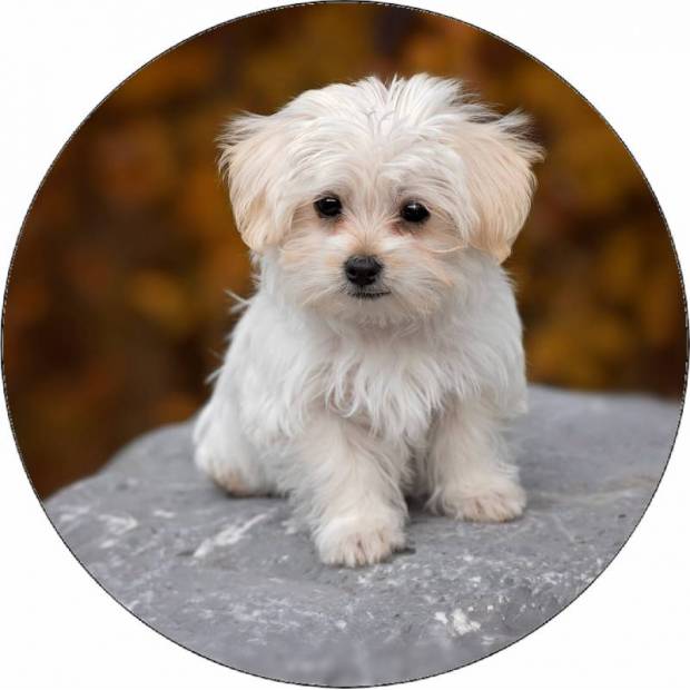 Essbare Papierpuppe auf Stein 19,5 cm