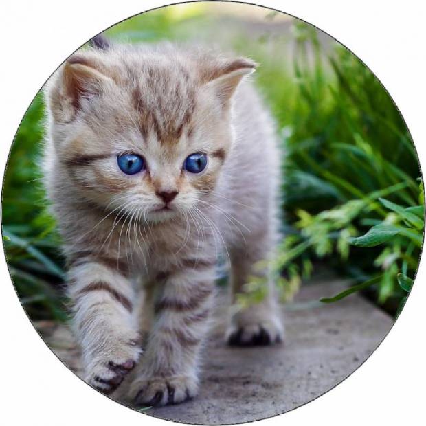 Essbares Papierkätzchen auf dem Gehweg 19,5 cm