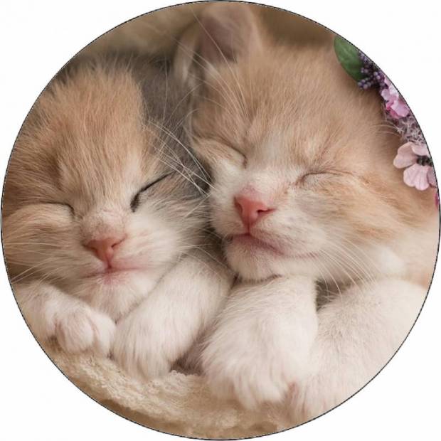 Essbares Papier niedliche Kätzchen 19,5 cm