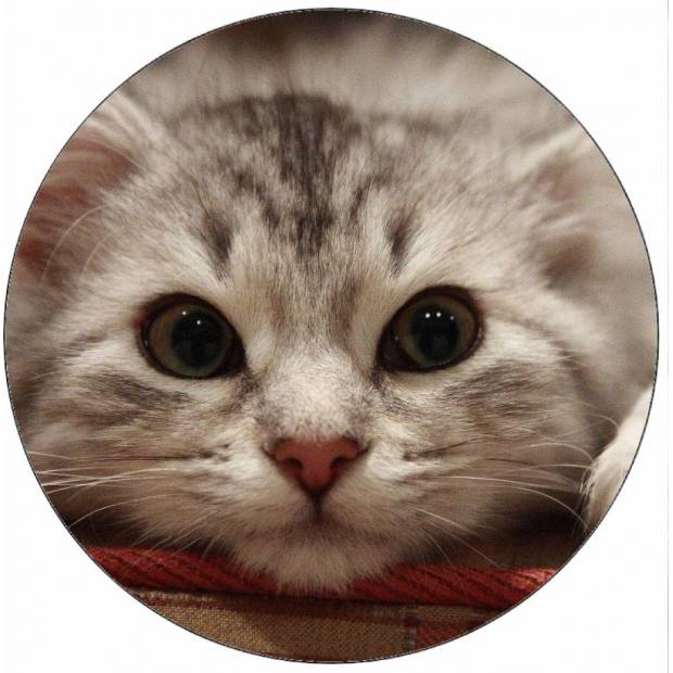 Essbares Papier liegendes Kätzchen 19,5 cm