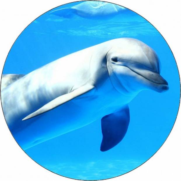 Essbarer Papierdelfin unter Wasser 19,5 cm