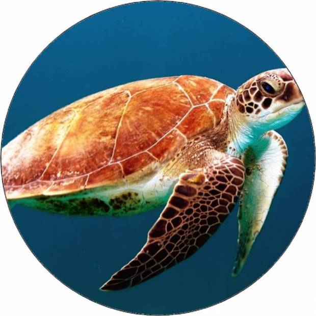 Essbare Papierschildkröte unter Wasser 19,5 cm