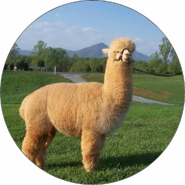 Jedlý papír lama 19,5 cm