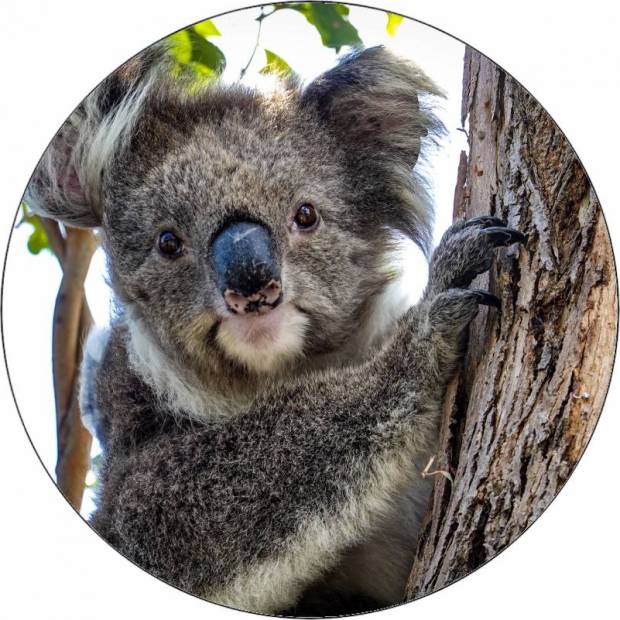 Jedlý papír medvídek koala 19,5 cm