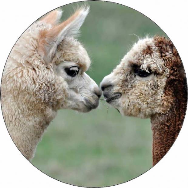 Essbares Papier kuschelnde Alpakas 19,5 cm