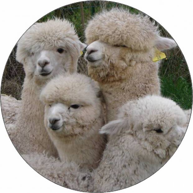 Essbare Alpaka-Herde aus Papier 19,5 cm