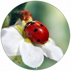 Essbarer Papier-Marienkäfer auf weißer Blume 19,5 cm