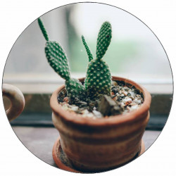 Essbarer Papierkaktus 19,5 cm