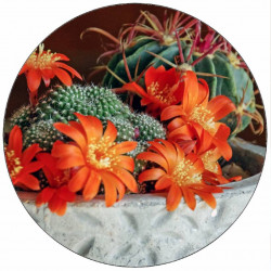 Essbarer blühender Papierkaktus 19,5 cm