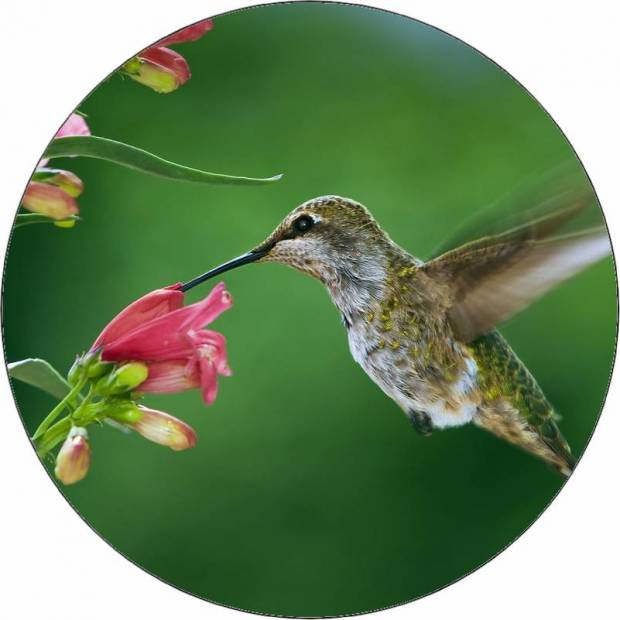 Essbare Lotosblume aus Papier 19,5 cm